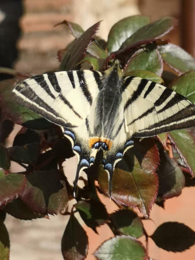 Appartamento Azzurra Roccalbegna Buitenkant foto